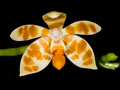 Phalaenopsis maculata alba