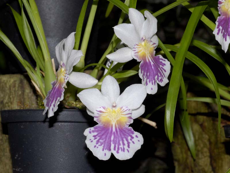miltonia phalaenopsis