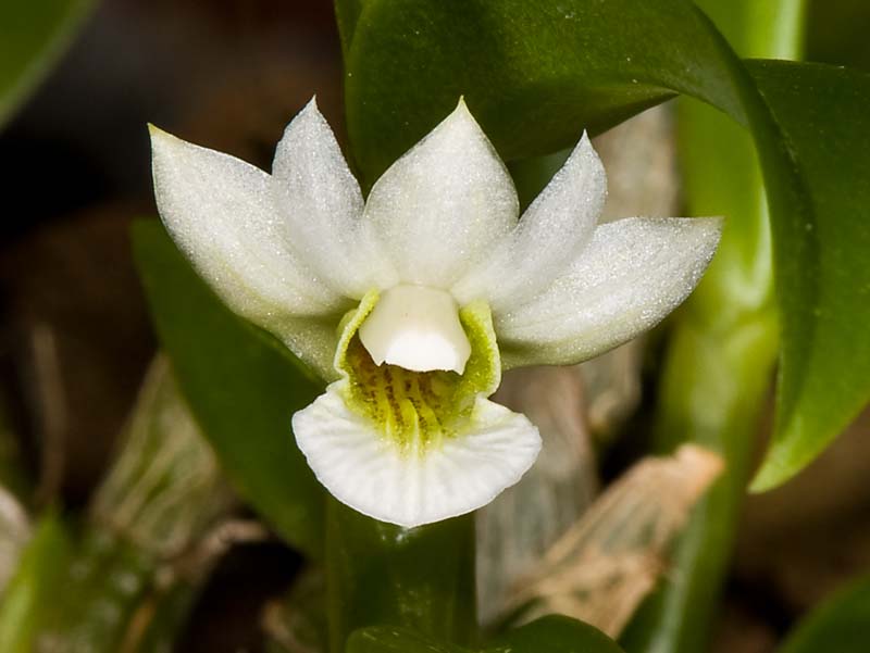 dendrobium oligophyllum