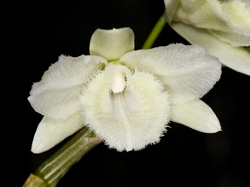 dendrobium aphyllum alba