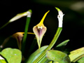 masdevallia maculata