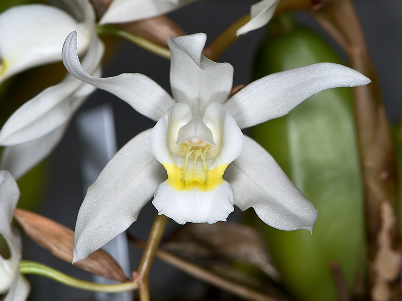 coelogyne unchained melody